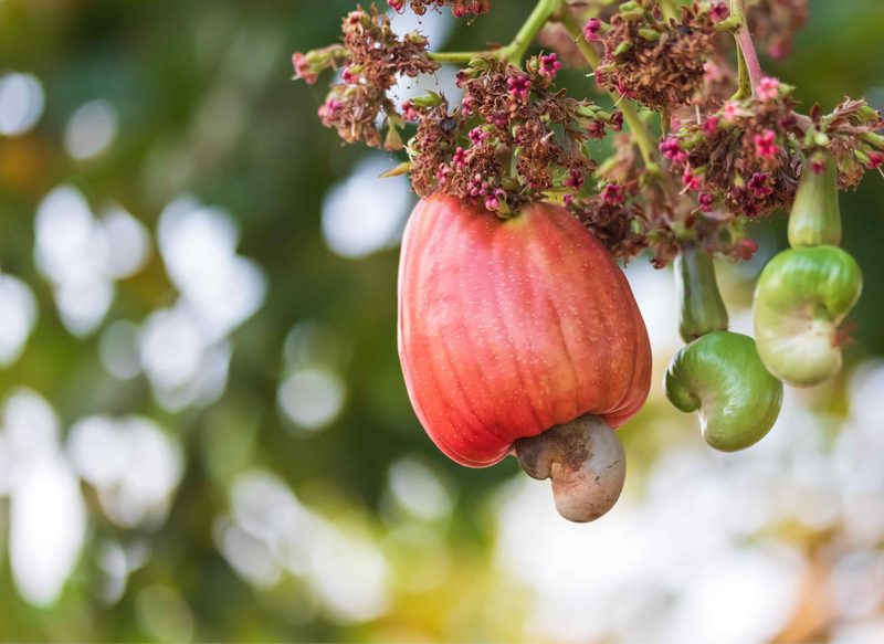 Cashew