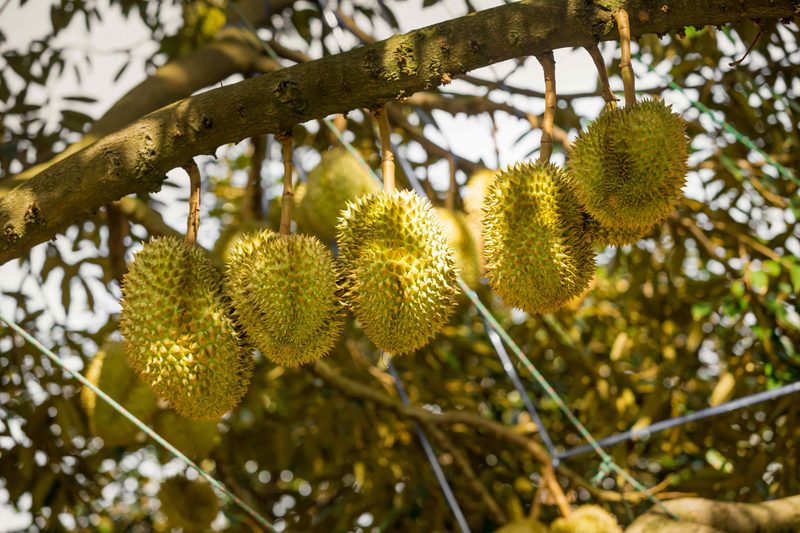Durian
