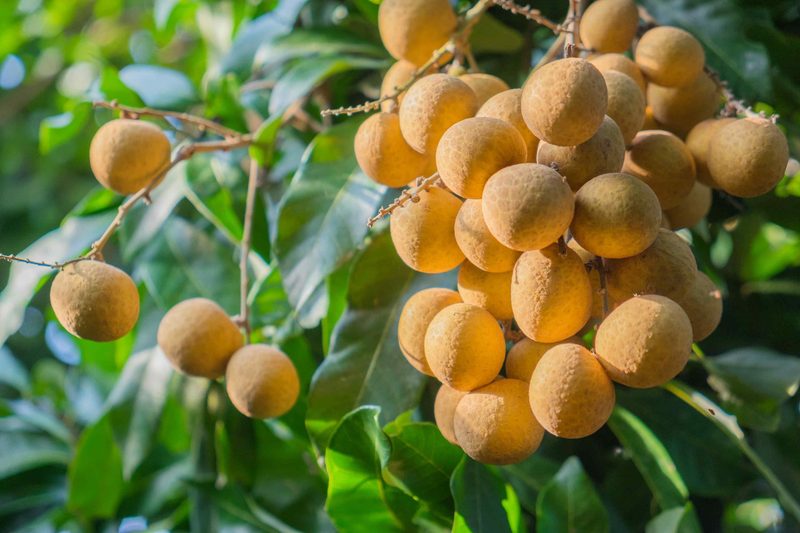 Longan