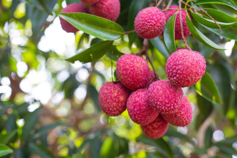 Lychee