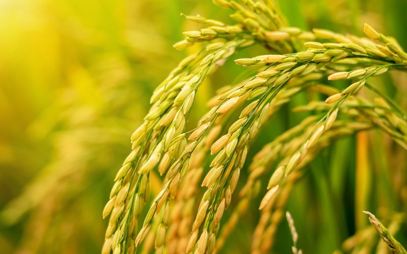 Rice